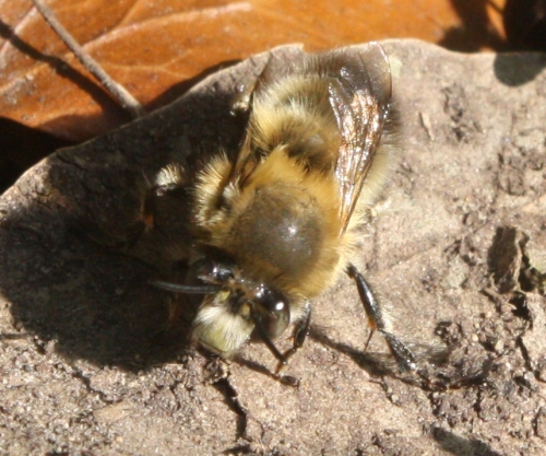 Osmia bicornis or rufa, Red Mason Bee, 20.4.2015